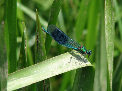 Banded Demoiselle